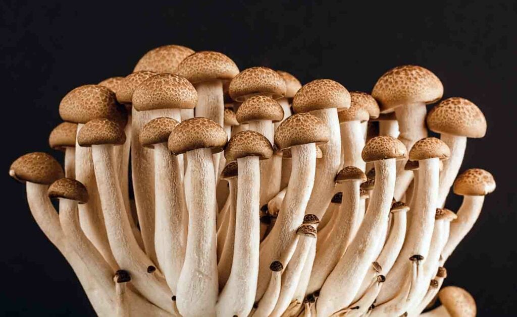 A large mushroom