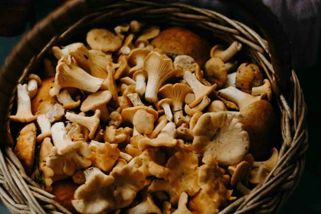 A basquet of mushrooms