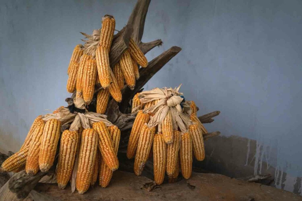 Several corn cobs together