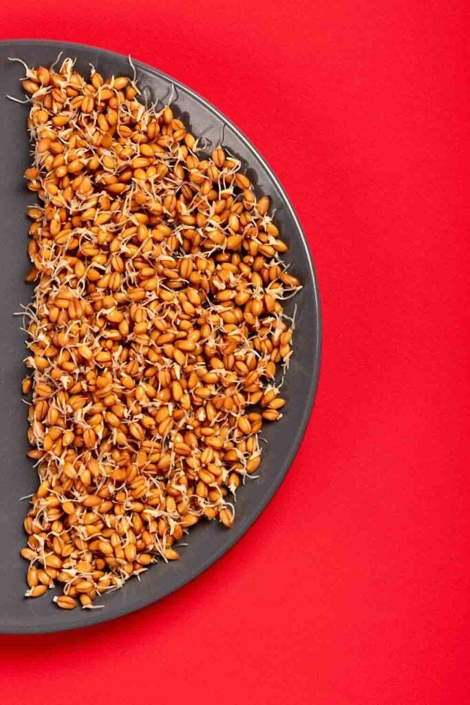 Sprouted beans on a platter on a red background